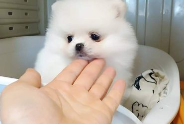 Pomeranian-mini toy Alb